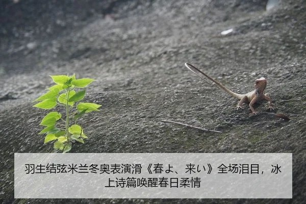 yu-sheng-jie-xian-mi-lan-dong-ao-biao-yan-hua-chun-lai-quan-chang-lei-mu-bing-shang-shi-pian-huan-xing-chun-ri-rou-qing-2-420.jpg